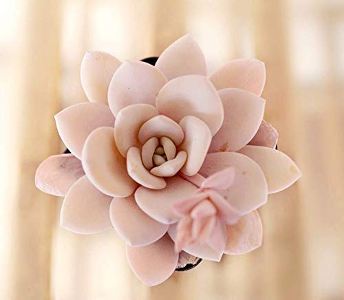 Portal Cool Echeveria Laui 10 suculenta semi rara