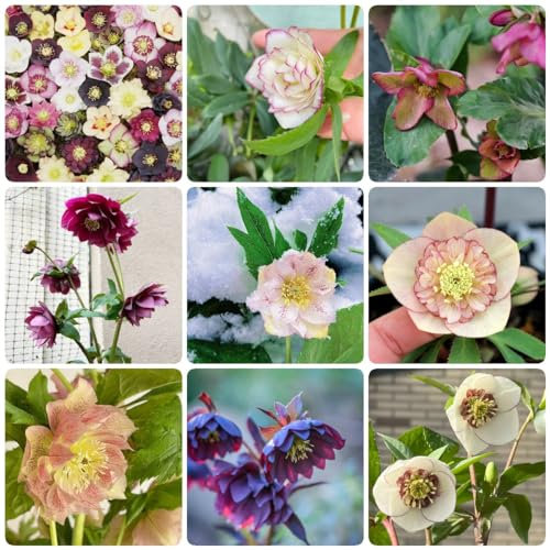 350 pcs christrosen samen gartenarbeit winterharte pflanzen für garten bienen wiese nachhaltige produkte blumendeko ausgefallene geschenke pflanzenkübel topfpflanzen draußen winterhart