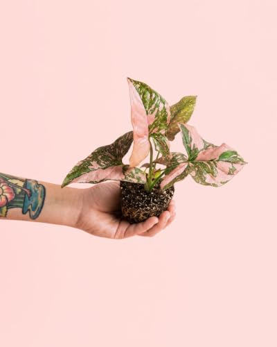 Syngonium Pink Splash | Mini Planta Natural | Pur Plant
