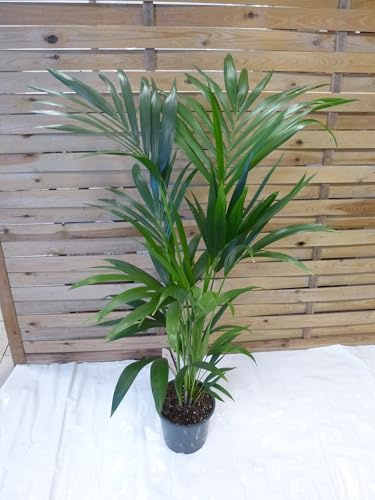 [Palmenlager] - Howea forsteriana - Kentia Palme 110 cm // Zimmerpflanze