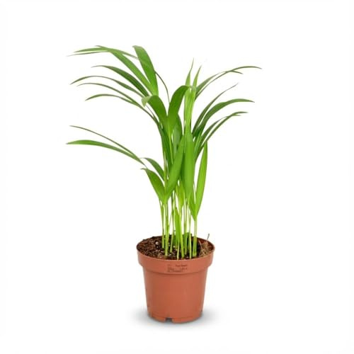 Areca Palme Areca Dypsis Lutescens Ø12cm Höhe40cm – Goldfruchtpalme mit gefiederten Blättern – Luftreinigende Zimmerpflanze für Wohnraum & Büro