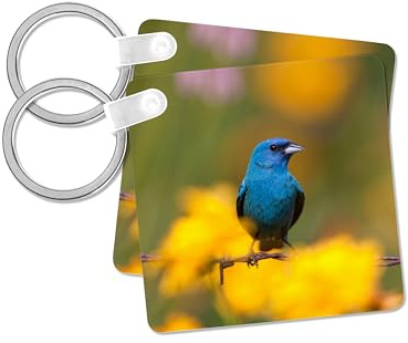 3dRose, Indigo Bunting on barbed wire fence, Marion, Illinois, USA., set of 4 Key Chains