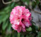 Semillas de flores de rododendro frescas nuevas 100 piezas 100 piezas rosadas