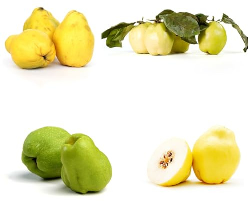 acquistare semi di cotogno, nani resistenti regali per giardinieri da frutteto di esotiche resistenti per il giardino colonnari 200pcs