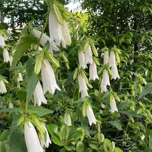 glockenblume - zimmerpflanze wildblumensamen kräutergarten winterharte kübelpflanzen blumensamen mehrjährig winterhart glockenblume mehrjährig dekopflanzen 550samen