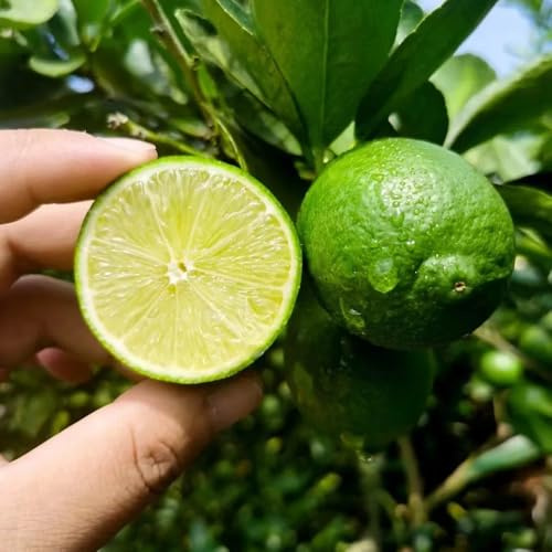 semillas de limonero - limonero - fresca, limon columnares, fresca, para lugares soleados 125pcs