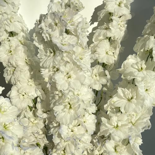 rittersporn, delphinium - kletterpflanzen steingartenpflanzen herbst deko winterharte garten bio balkon blumendeko wiesensaatgut garten geschenk balkonpflanzen ausgefallene geschenke 450samen