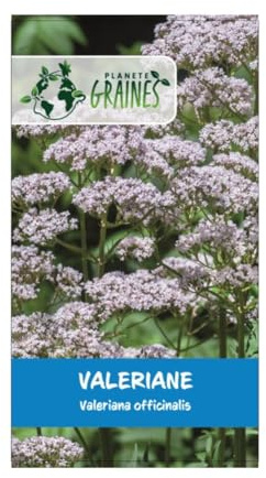 300 graines de valeriane officinale- verbena offininalis - plante aromatique - ornementale