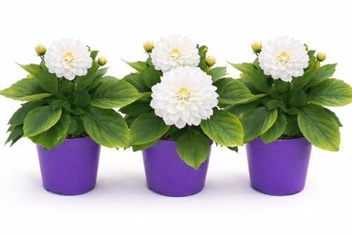 POWERS TO FLOWERS - DALIA A FIORE BIANCO, 3 PIANTE, VASO 12 CM DIAMETRO, pianta vera
