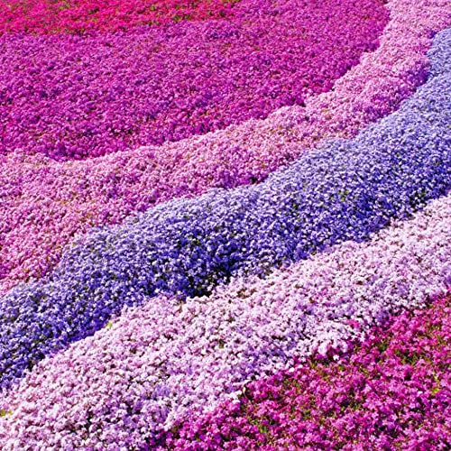 3 x Gardeners Dream Phlox Mix 4 Stauden Set Rosa, Lila, Blau in 9 cm Töpfen - Bodendecker Winterhart Mehrjährig - Blühende Garten Pflanzen, Steingarten Pflanzen, Beetpflanzen, Kübelpflanzen
