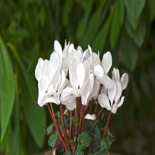 100 semi di ciclamino bianco