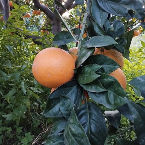 Arance Vaniglia Siciliane, 10 Kg, Calibro Medio, Senza Pesticidi