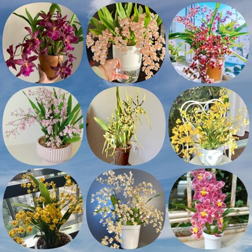 Semillas de orquídea Oncidium, oficina orquídeas juntas decoración de balcón de jardín raras de otoño resistentes 150pcs