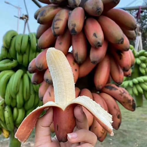 120 piezas semillas interior banano - bonsái, semillas orgánicas de para decoración de balcones plátano, exóticas