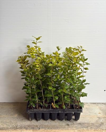 3 X de Plante Holm 'Quercus Ilex '