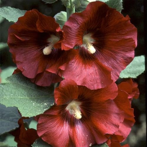 Plant World Seeds - Hollyhock 'Reds and Pinks' Seeds (Perennial Flower Seeds)
