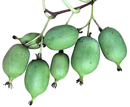 Mini Kiwi (Absolut WINTERHART IN Deutschland) 50 SamenSelbstbefruchtend **Sorte Issai**