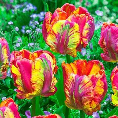 50 Rainbow Parrot Tulip Bulbs for Planting - Perennial Garden or Container Flowers
