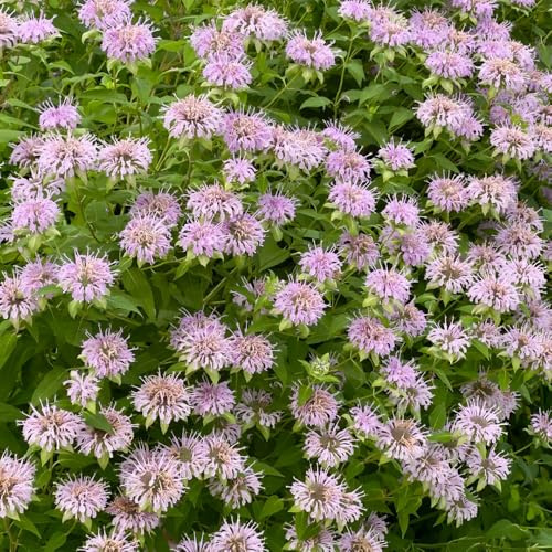 ortica indiana, melissa, resistenti in vaso di aromatiche da appartamento esotiche in vaso da giardino biologiche interno, vecchie varietà 500semi