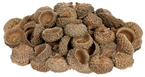 DOITOOL 50 Stück Natürliche Kastanien-schalen Deko Set Plastikfrei Vielseitig Für Herbst Weihnachtsdeko Als Vase Füller Diy Bastelmaterial Für Hochzeits Partydekoration