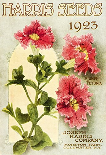 Posterazzi Historic Harris Seeds catalog with illustration of Triumph Petunia flower from 20th century Poster Print, (24 x 36)