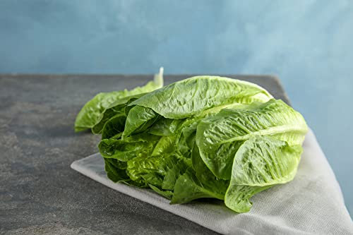 Lettuce Plants, 'Cos', 12 x Full Plant Pack, Vegetable Plants, Lettuces, Salad, Garden Ready and Ready to Plant, Premium Quality Vegetables