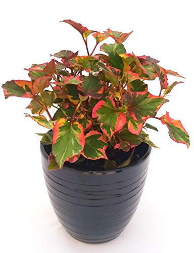 POWERS TO FLOWERS - EDERA, HOUTTUYNIA IN VASO CERAMICA NERO A RIGHE, pianta vera