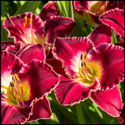 Taglilien zwiebeln,winterhart Mehrjährig,pflegeleicht,hat leuchtende Blüten,eignet sich für die Innen Außendekoration,Frühlingsblüher,gross blumige taglilien,hemerocallis Knollen.-10zwiebeln-E