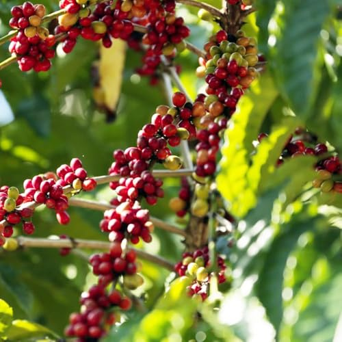 Kaffeepflanze winterfeste für balkon deko pflanzensamen zimmerpflanze baumsamen dekopflanzen winterharte kübelpflanzen exotische 15samen