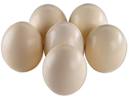africX 6 Straußeneier aus Südafrika - 1A Qualität - Straußenei - Größe ca. 13-15cm - naturbelassen, entleert, ausgeblasen und gereinigt