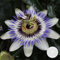 Bloomique - Passiflora caerulea - Fiore della passione - Blu e bianco - rampicante - Pianta da giardino - Rustico - 50-70 cm di altezza - Vaso 15 cm