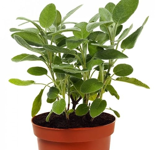 Salvia- Salvia Officinalis - Natural Planta de Flores Púrpura