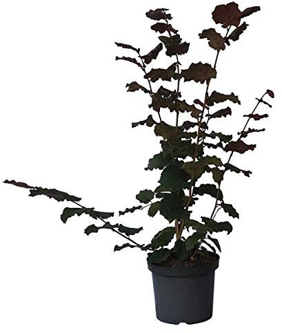 Rote Zellernuss, rotlaubige Haselnuss Strauch hoher Ertrag Busch 60-100 cm im 7-10 Liter Topf