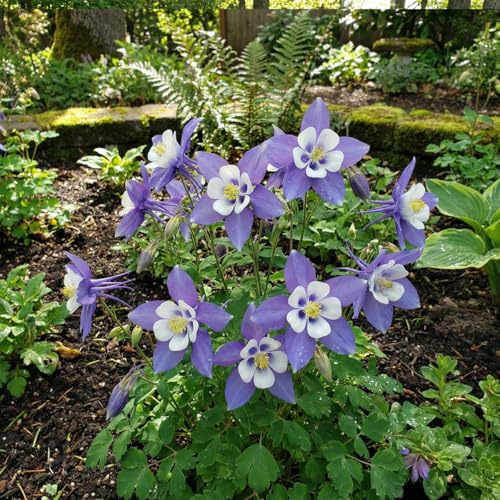 Bloomique - 6er - Set - Akelei (Aquilegia caerulea) ‘Spring Magic Blue & White’ - Pflegeleicht - Reichblühend - Winterhart - Mehrjährig - Höhe 10-20 cm - 9 - cm - Topf