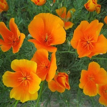 Outsidepride California Poppy Seed - 1/4 LB