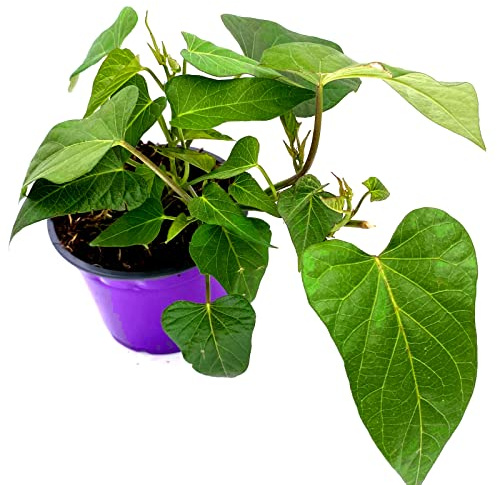 Süßkartoffel Erato Violett Gourmet Ipomea batata 2er Set