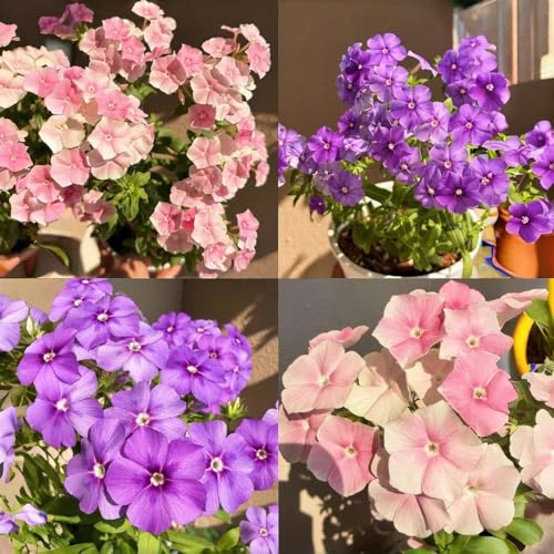 1000pcs/pack Phlox Seeds for Planting - Non-GMO, Heirloom Annual Phlox Flower Seeds,Creeping Ground Cover for Garden Beds, Containers & Cut Flowers,High Germination Rate