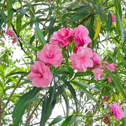 comprar semillas de adelfa, jardín rocas para invitados balcón arbustos verano para lugares soleados jardín Decoración 15pcs