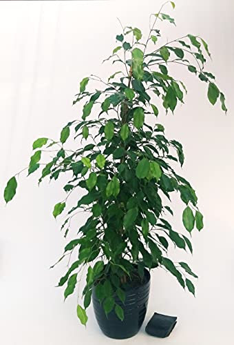 POWERS TO FLOWERS - FICUS BENJAMIN VERDE IN VASO CERAMICA ANTRACITE A RIGHE, ALTEZZA 120cm, pianta vera