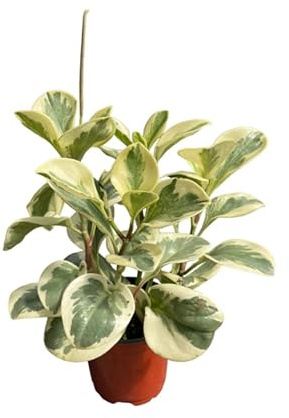 Peperomia Obtusifolia Variegata Natural Suculenta de Interior y Exterior