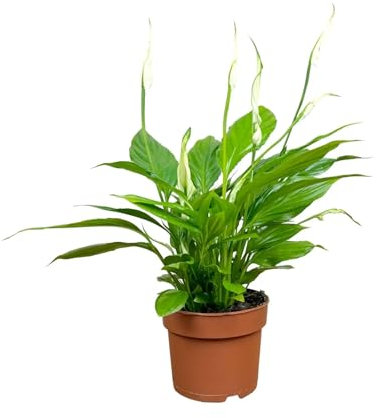 Spathiphyllum - Peace Lily 50cm (12cm Nursery Pot)