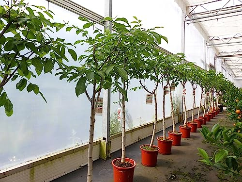 gruenwaren jakubik echter Walnussbaum Juglans regia 180 cm Obstbaum winterhart kräftiger Stamm Nussbaum