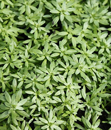 WASSERPFLANZEN WOLFF - Callitriche palustris - Sumpf-Wasserstern - Frühlingswasserstern - QUALITÄTSSTAUDEN - 2er-Set in 9x9 cm Töpfen durchwurzelt - winterhart - KLÄRPFLANZE! - heimisch