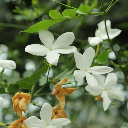Vivai le Georgiche - Pianta vera di Jasminum officinale Gelsomino comune - vaso Ø 17 cm - altezza alla vendita 100-120 cm