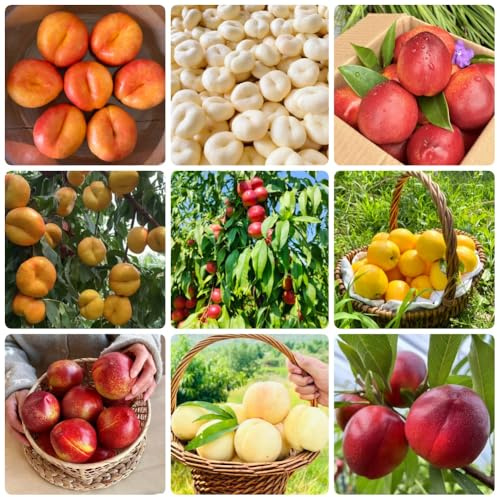 Semillas de nectarina, semillas de jardín fresca resistentes exterior comprar columnares 20pcs