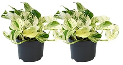 Epipremnum Happy Leaf – Efeutute – 2 Pflanzen – Ø12cm – Zimmerpflanzen mit hängendem Wuchs – Grünpflanzen mit dekorativen Blättern – Pflegeleichte Rankpflanzen für Wohnzimmer & Büro