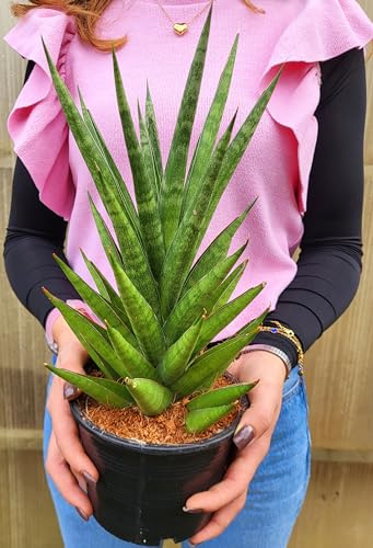 POWERS TO FLOWERS - SANSEVERIA STAR LOVE, VASO 15cm diametro, piante vere