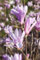 Magnolia liliiflora 'Susan' 80 cm Stammhöhe - Purpur-Magnolie, purpurrote Blüten, Blütezeit April-Mai, ideal für kleine Gärten, pflegeleicht und winterhart