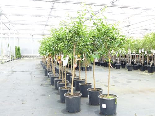 gruenwaren jakubik Citrus Yuzu 130-150 cm, Zitronenbaum Zitrone, japanische Zitrone, winterhart