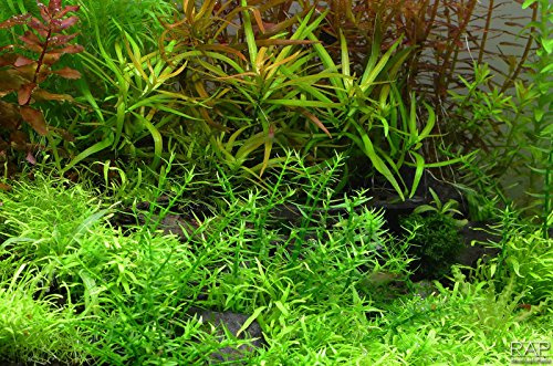 Gratiola viscidula - NatureHolic In-Vitro Aquarium Moos für Garnelen Aquarium